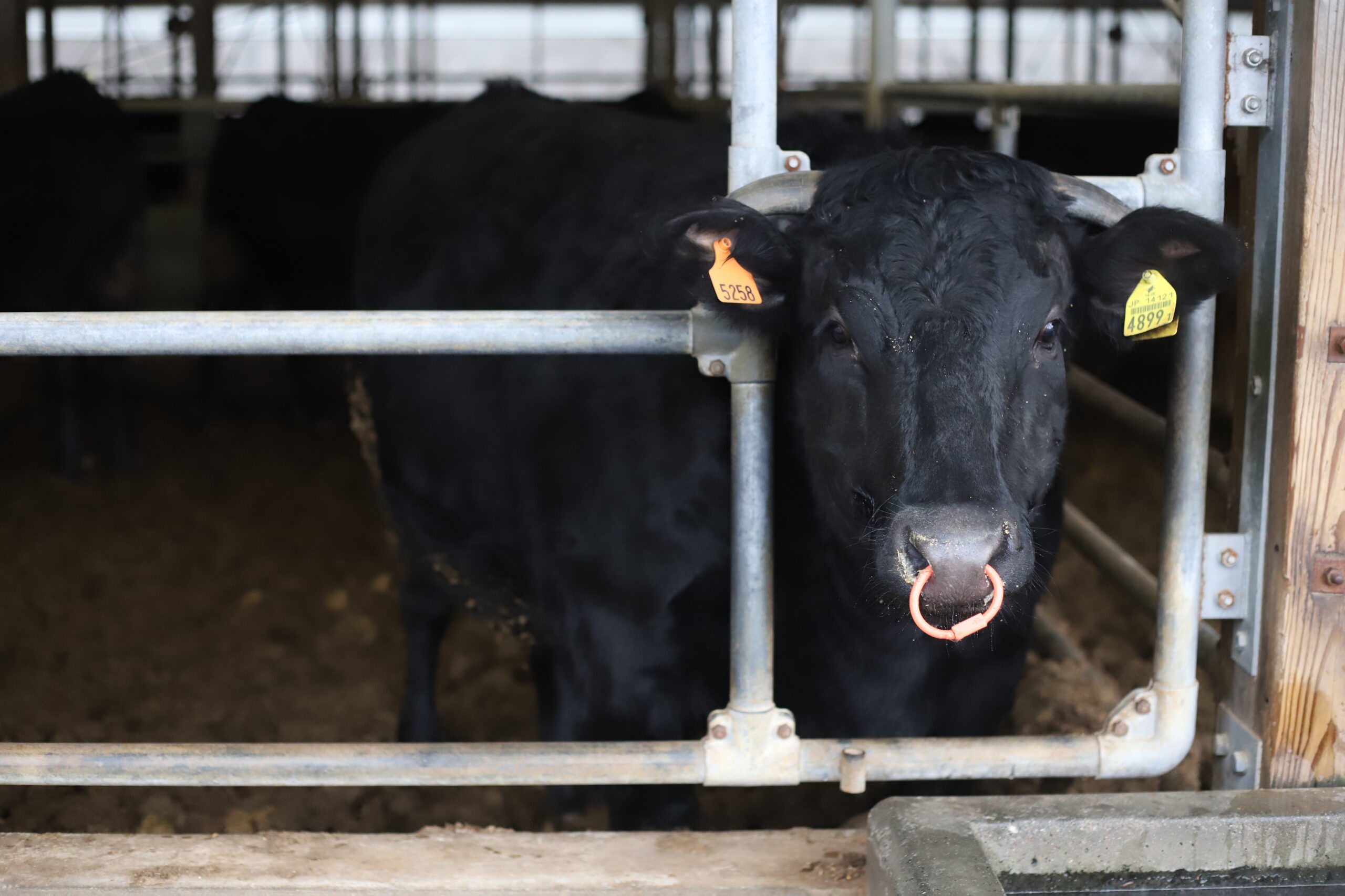 ゆすはら牛｜高知県梼原町｜Vol.32