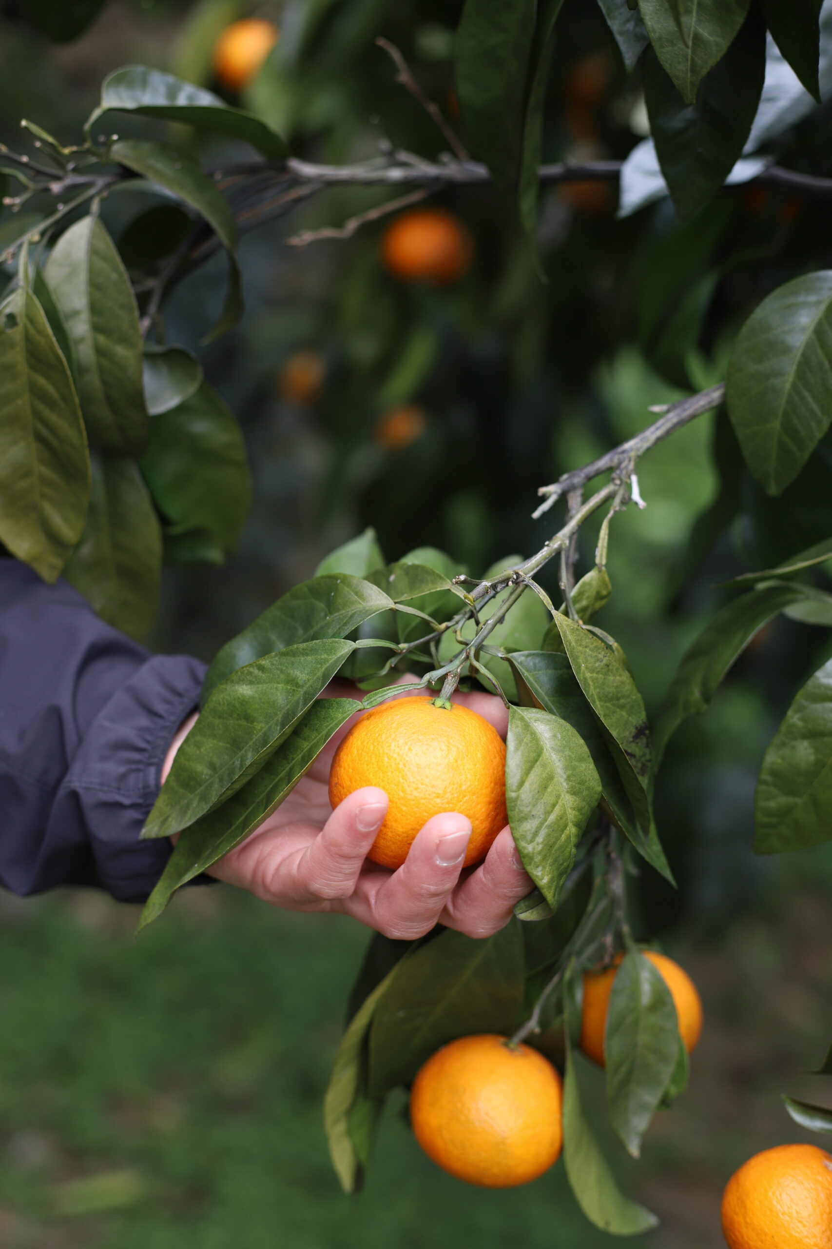 南津海・ブラッドオレンジ｜愛媛県宇和島市｜Vol.33