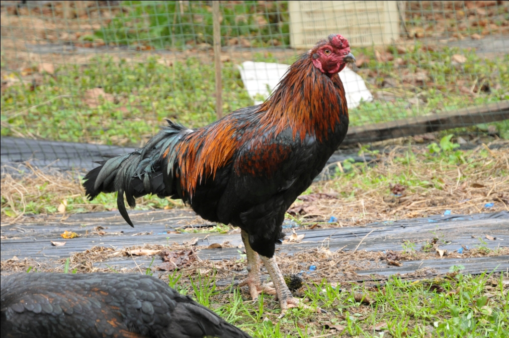 ごめんケンカシャモ｜高知県南国市｜Vol.34