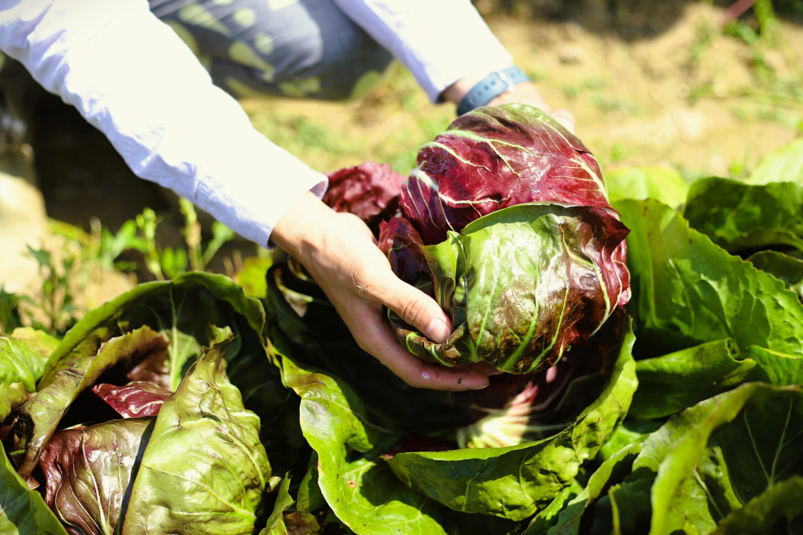 ラディッキオ｜愛媛県大洲市｜Vol.37